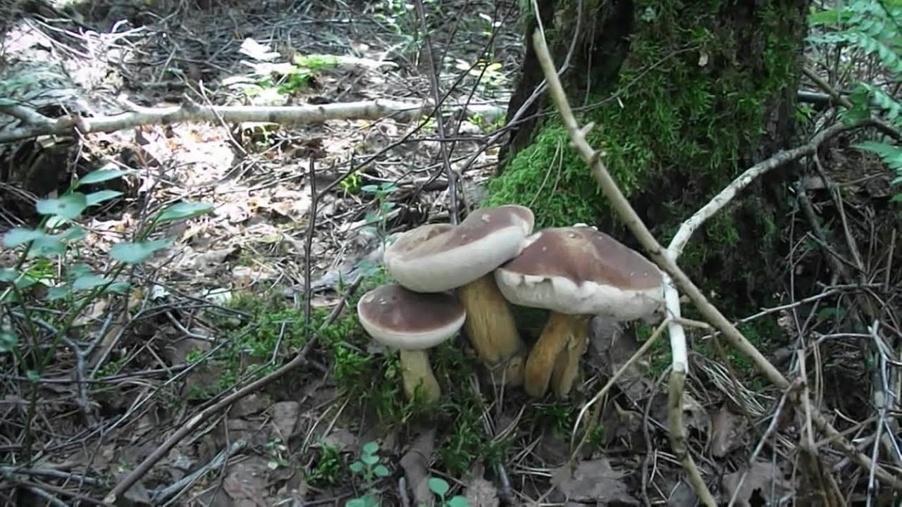champignon gallique
