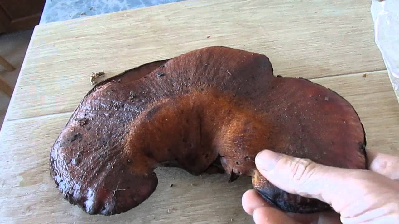 Champignons du foie
