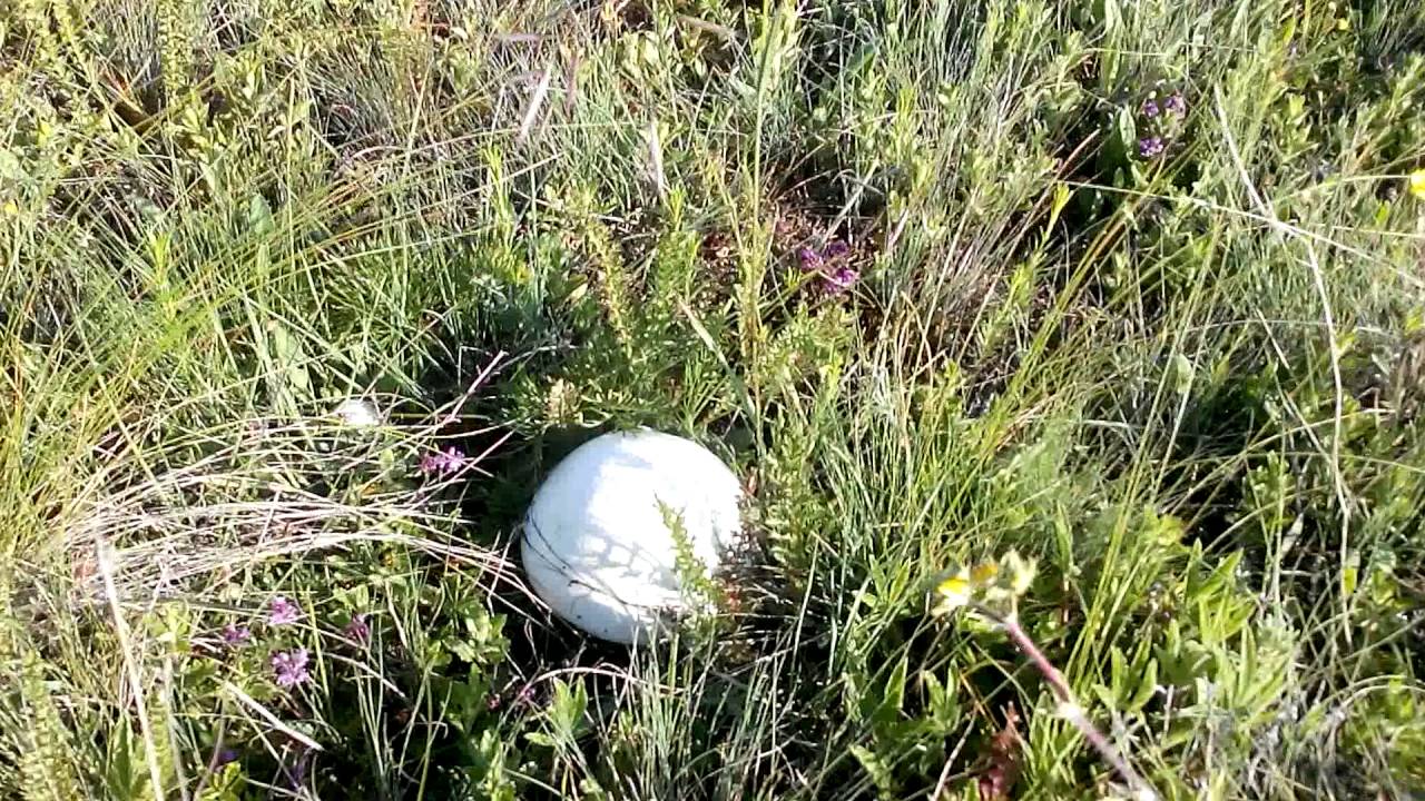 Champignons