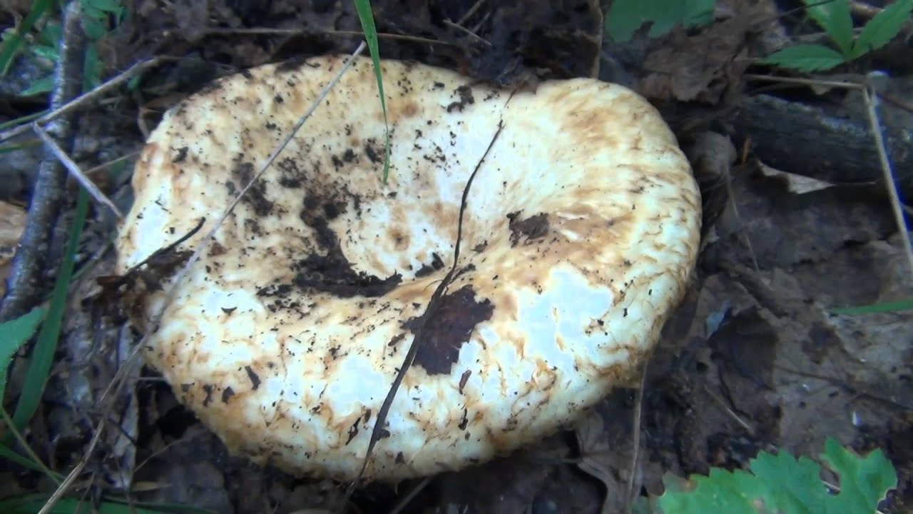 Champignons