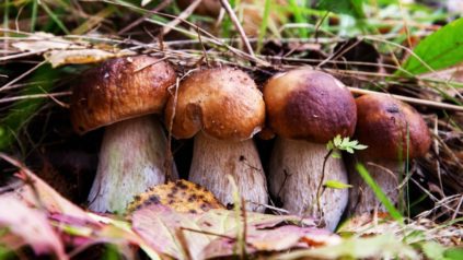 Champignons