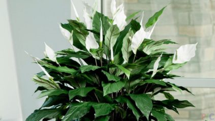 Spathiphyllum