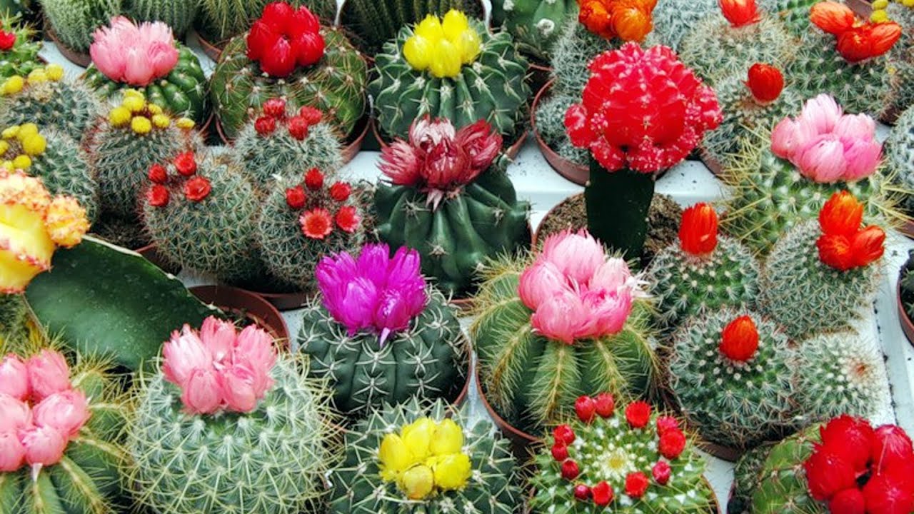 Cactus
