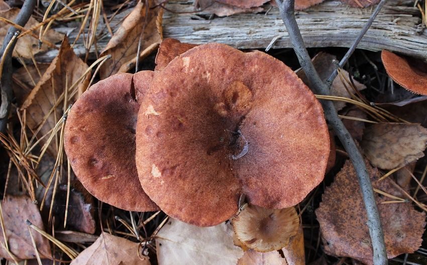 champignon camphrier