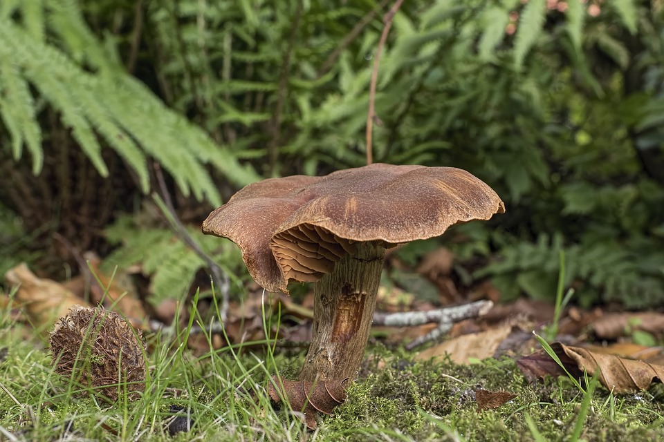 Agaric