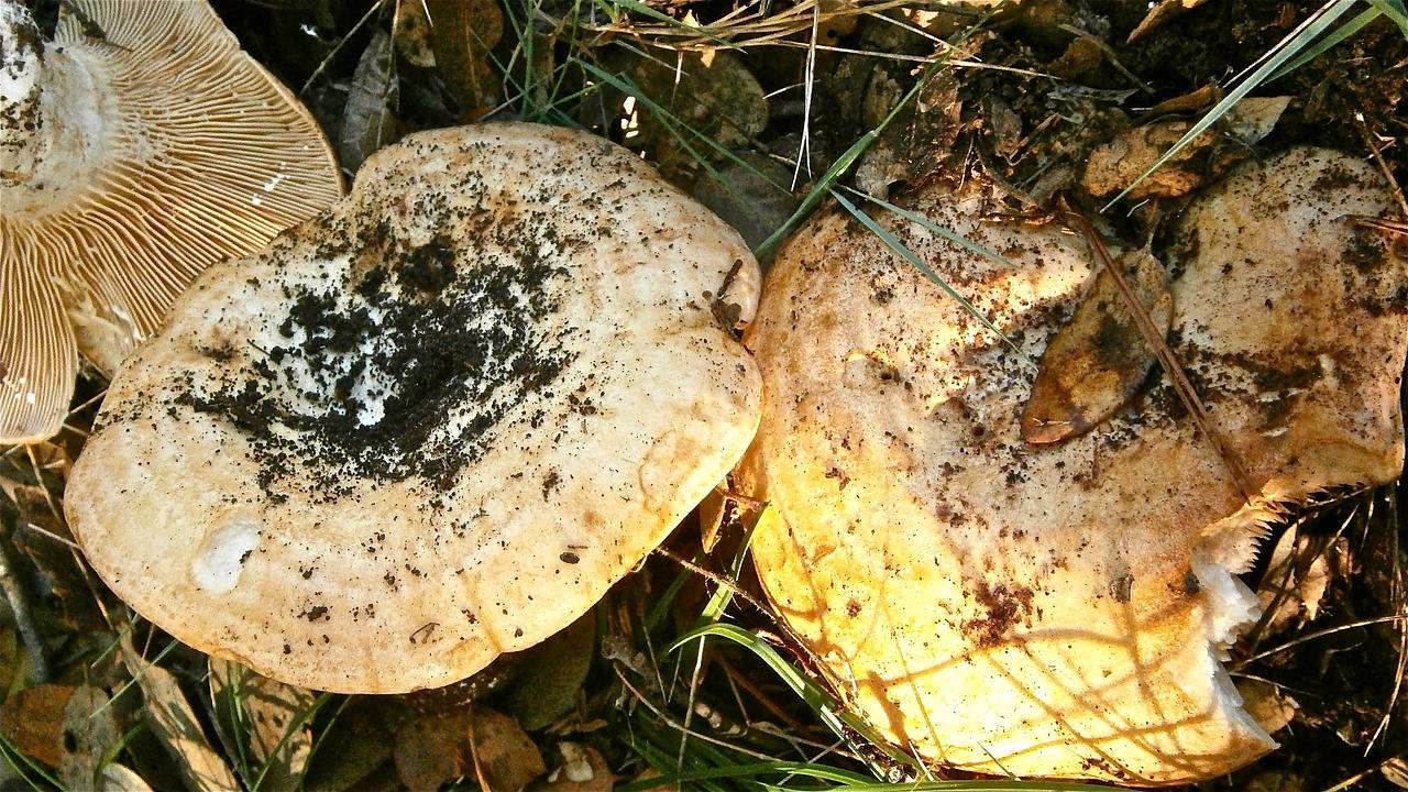 Milchpilze