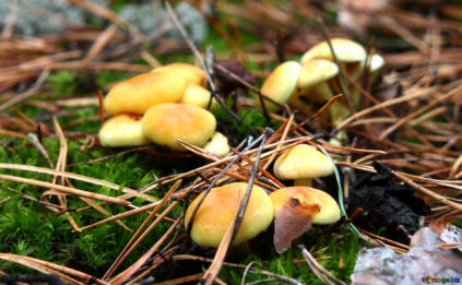 Funghi