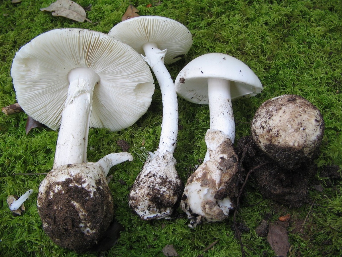 Frühlingsfliegenpilz