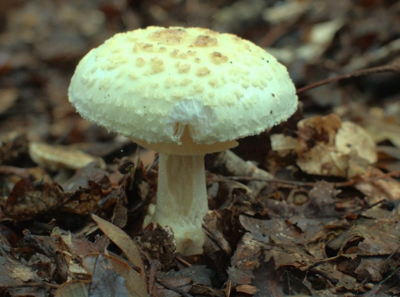 Fliegenpilz