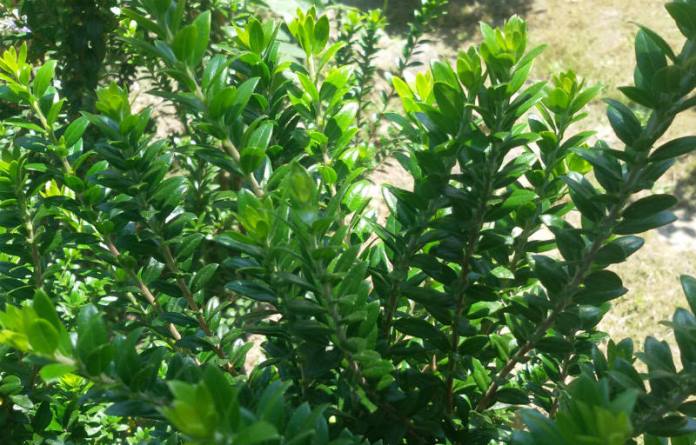 Myrtle Tarentina
