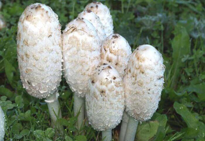 Pilz