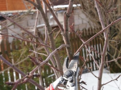 Wie man einen Kirschbaum beschneidet