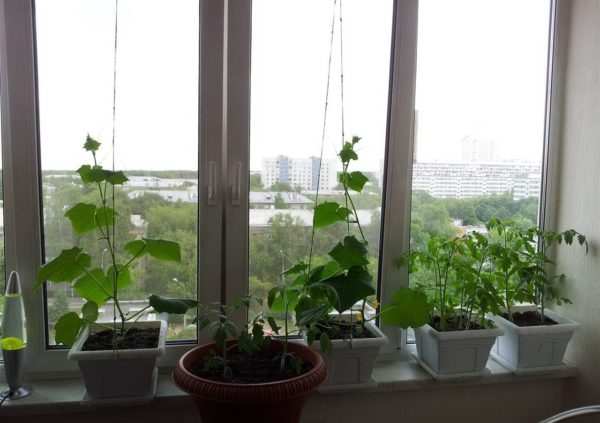 Gurken auf der Fensterbank im Winter