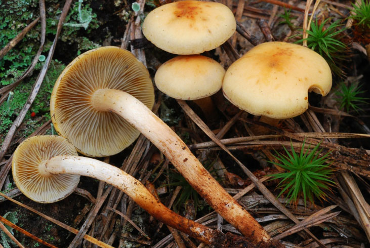 Farbe des inneren Teils der Kappe