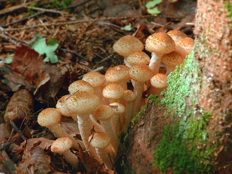 champignon miel d'automne