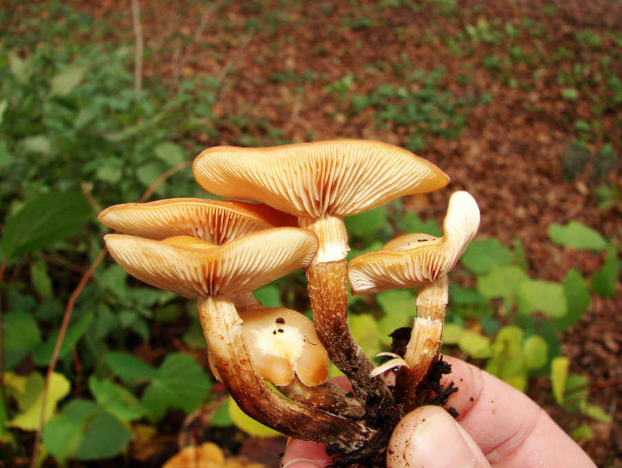champignons miel d'été