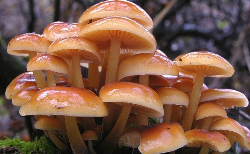 champignons miel