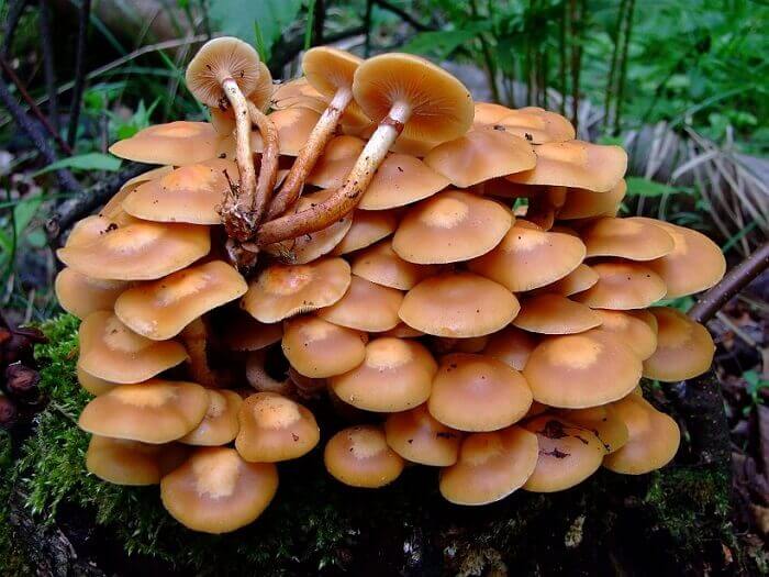 champignons miel d'été
