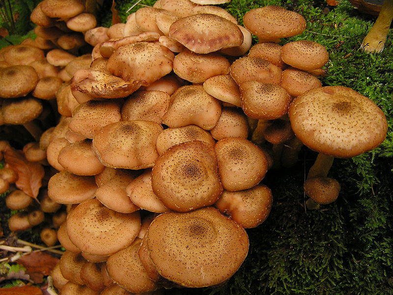 Champignons miel comestibles