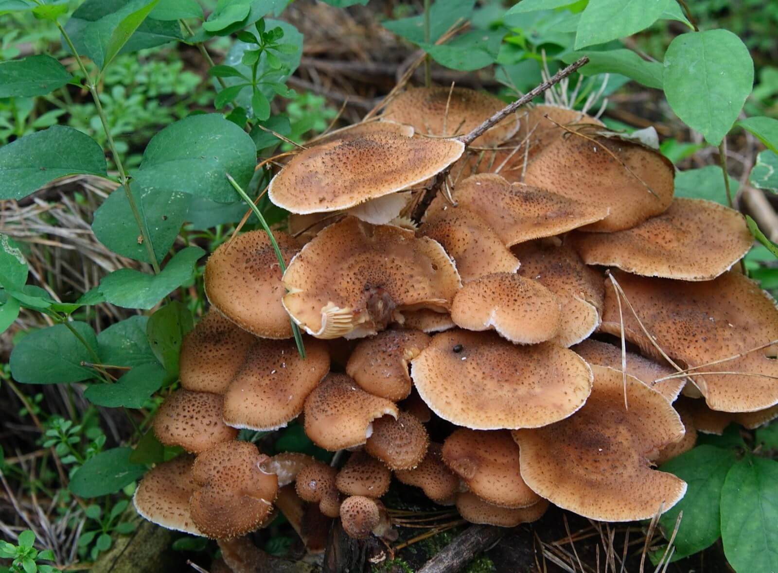 funghi chiodini