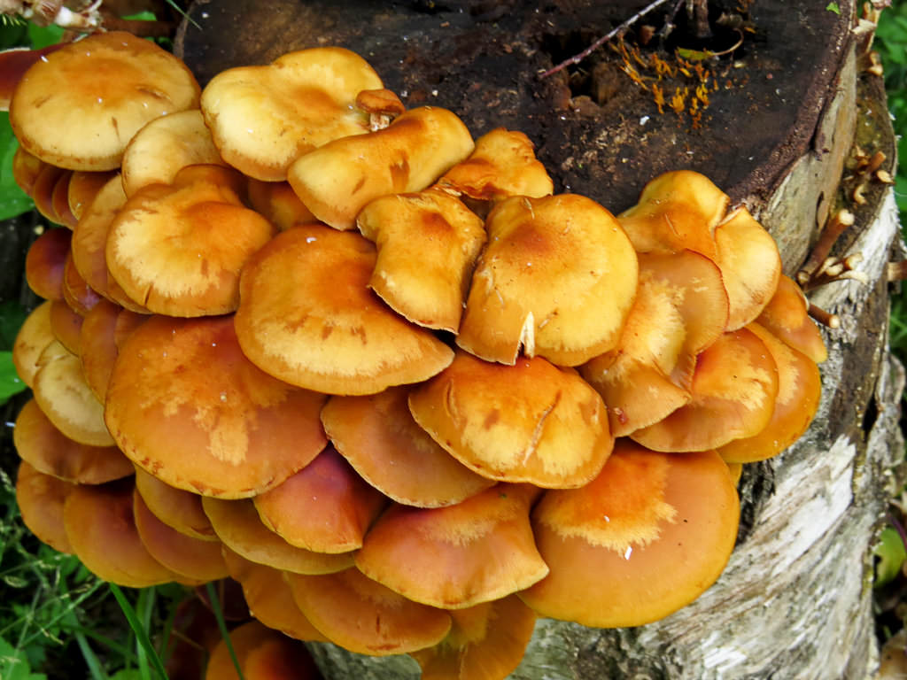champignons miel d'été