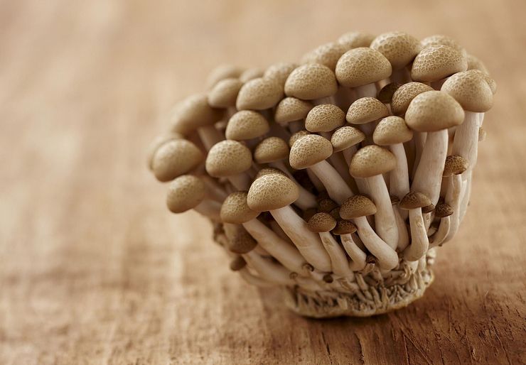Funghi