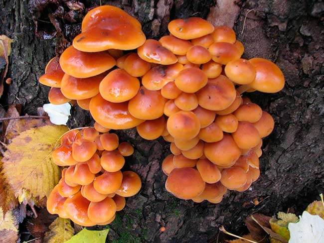 champignon miel d'hiver