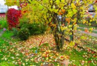 jardinage en automne