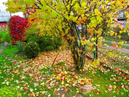 jardinage en automne