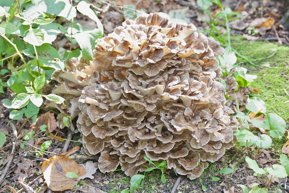 Grifola crispa