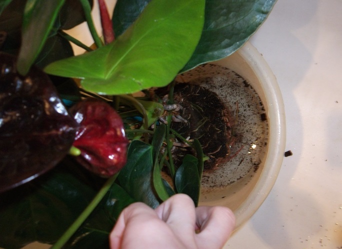 Extraction des racines