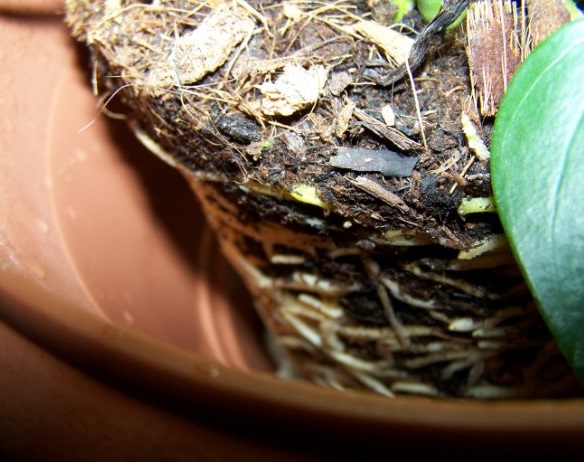 Transplanter un anthurium dans un nouveau pot