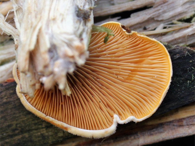 Pleurote orange