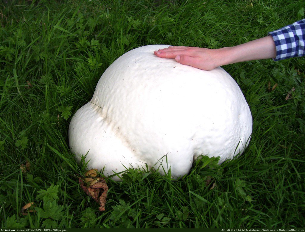 Champignons