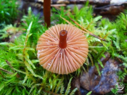 Agaric