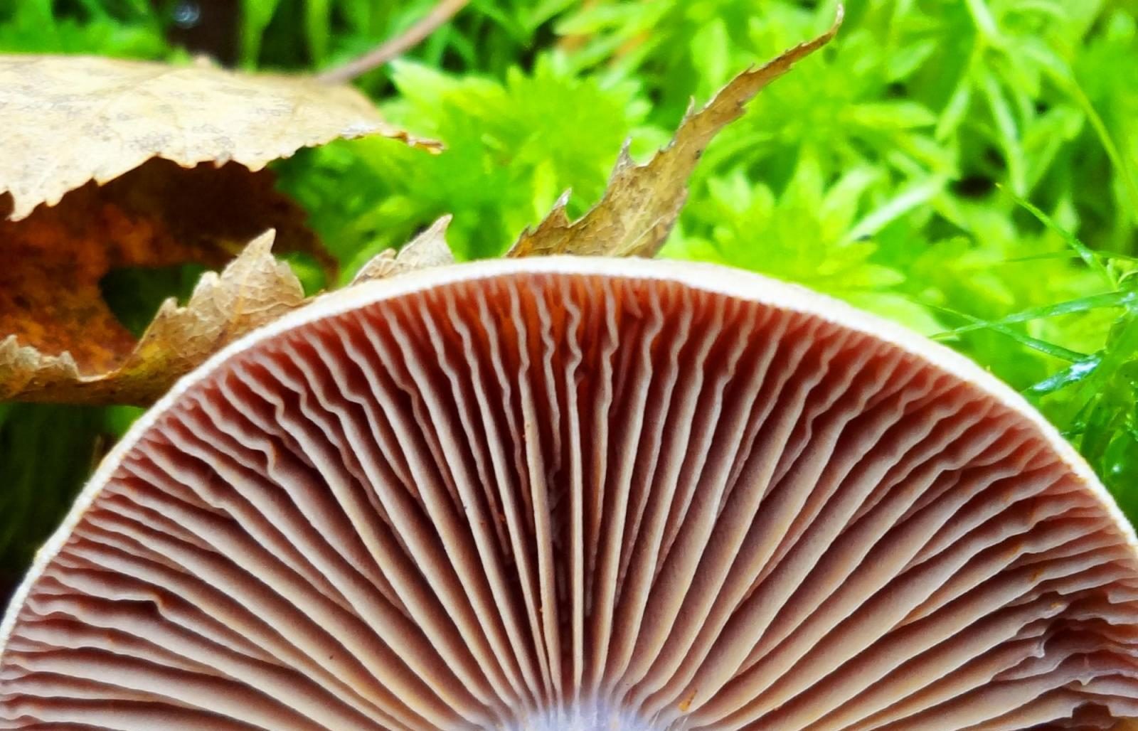 Agaric