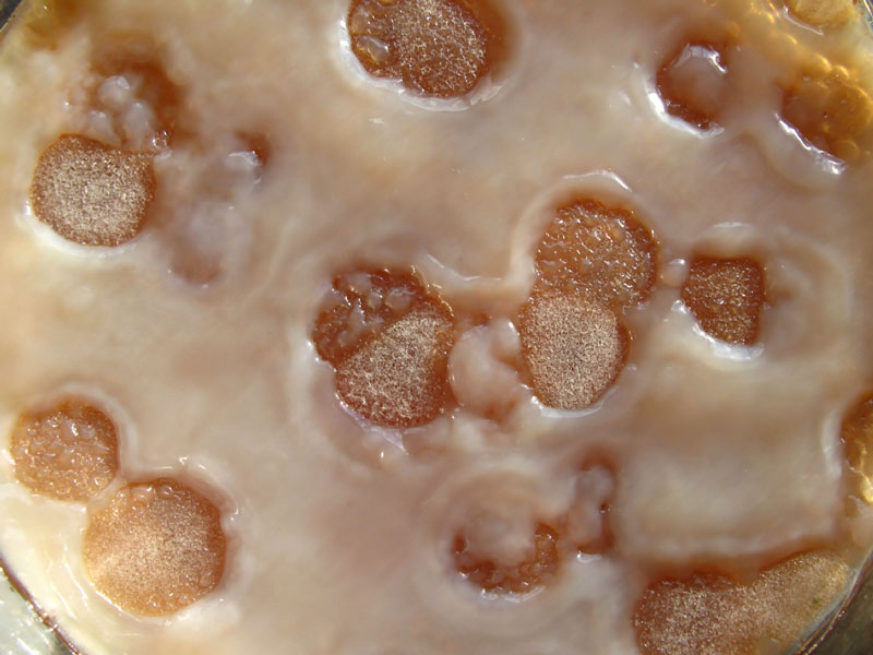 Kombucha