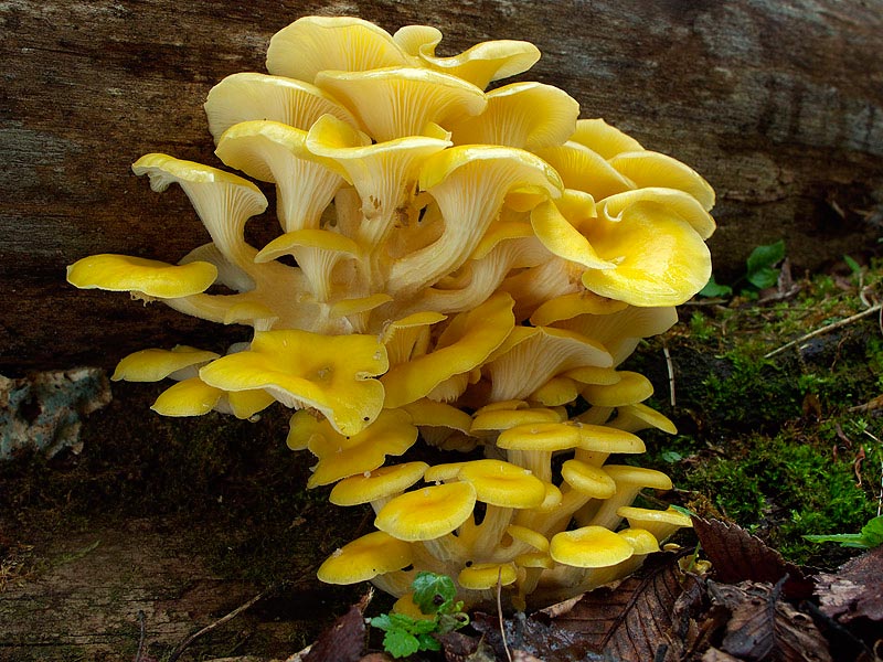 Funghi ostrica