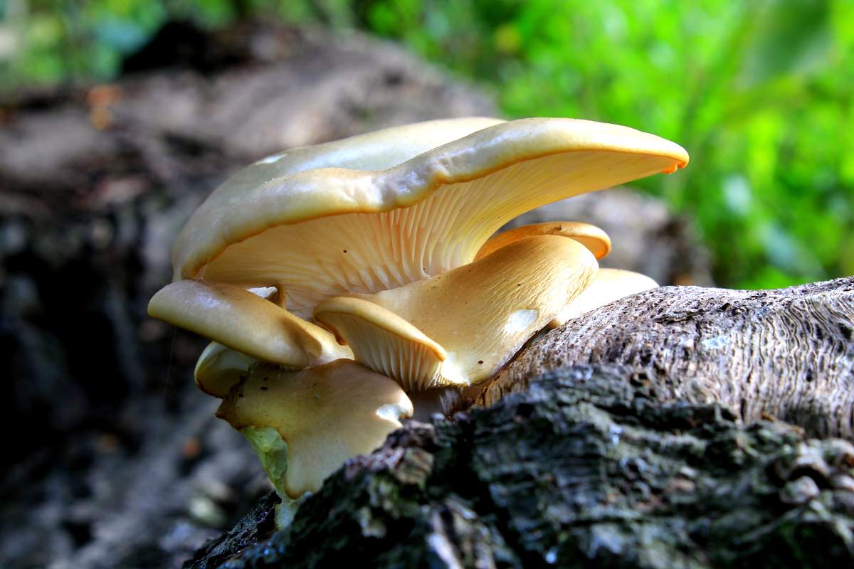 Austernpilz