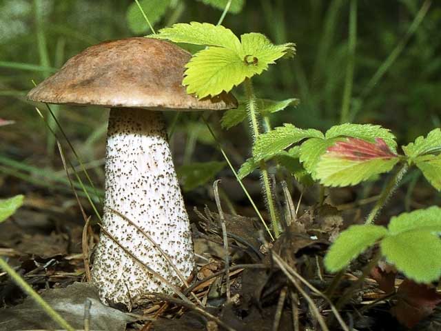 bolet de bouleau