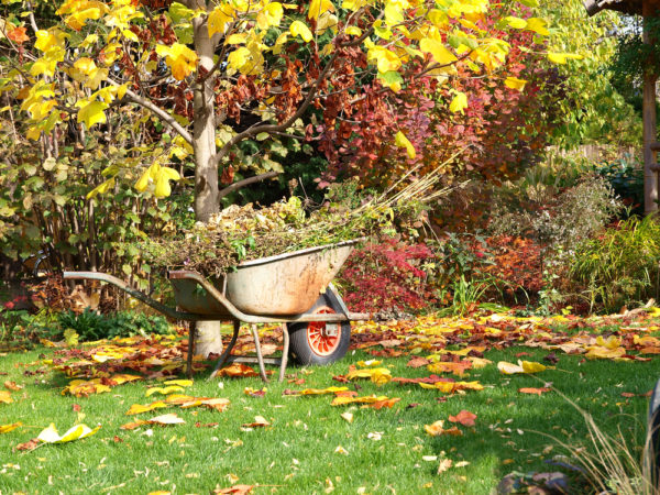 Préparation des arbres fruitiers pour l'hiver