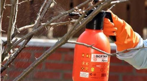 Préparation des arbres fruitiers pour l'hiver