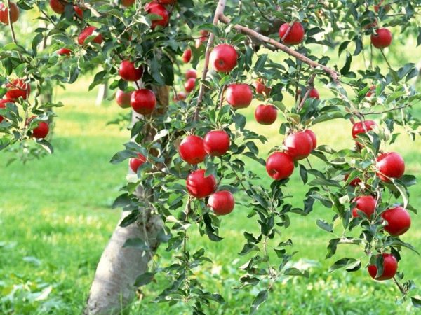 Préparation des arbres fruitiers pour l'hiver