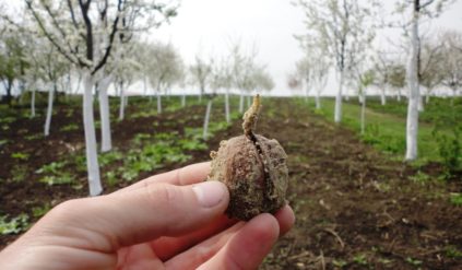 Planting walnut trees