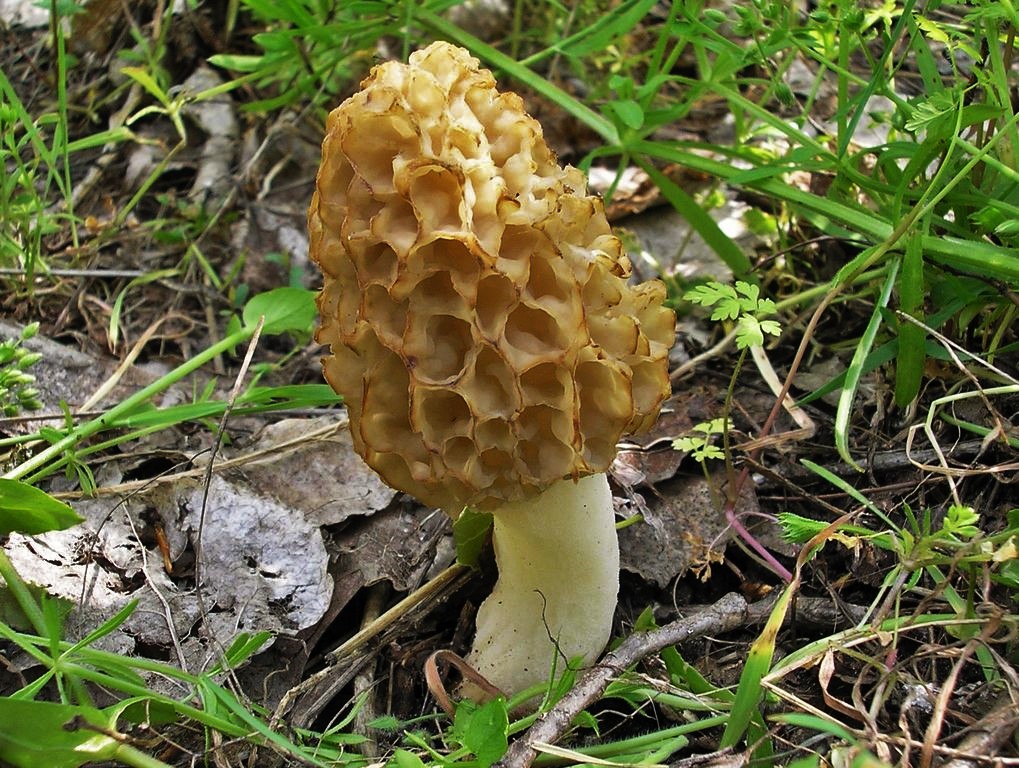 Champignons