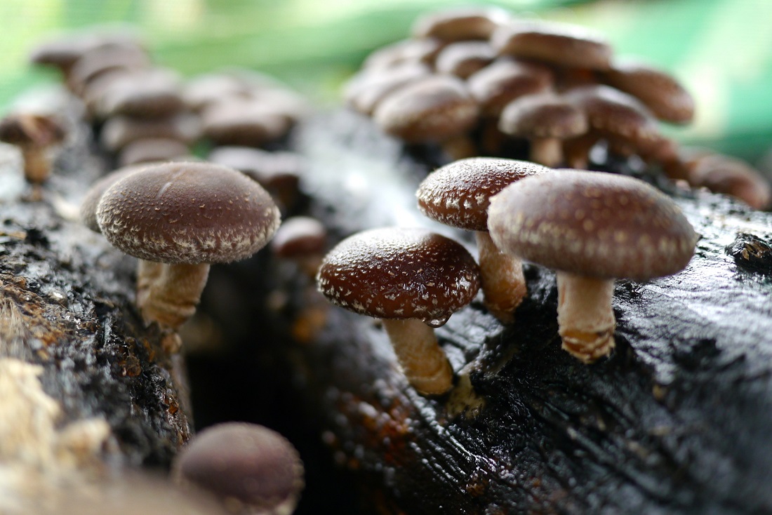 Funghi