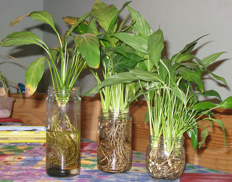 boutures de Spathiphyllum