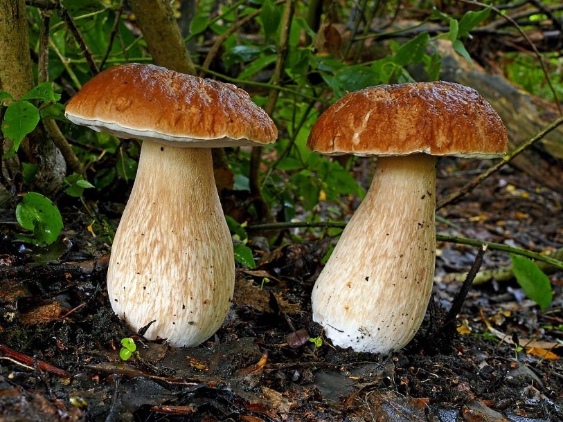 Steinpilze