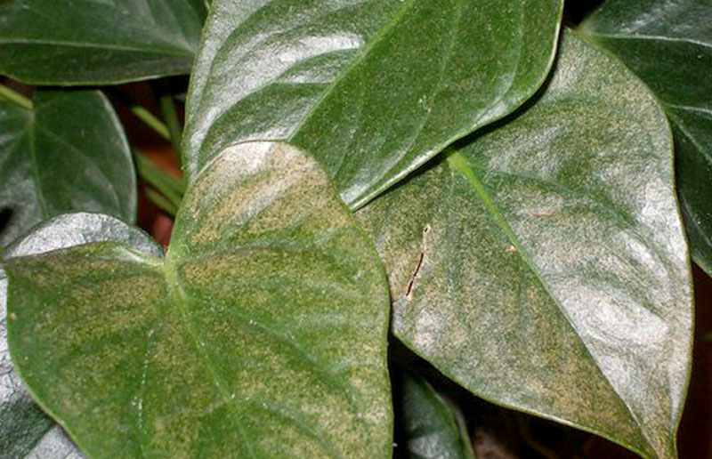 Rouille sur les feuilles