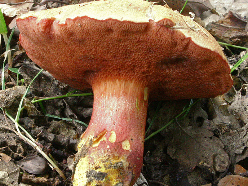 Fungo peperone